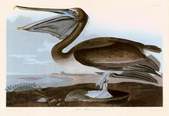 421 Brown Pelican